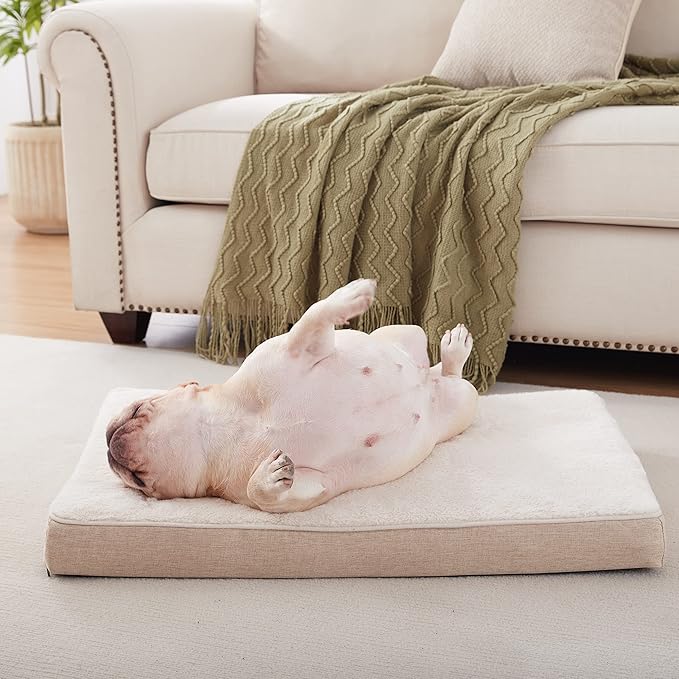 Medium Dog Beds for Medium Dogs