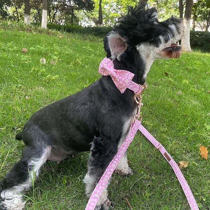 Summer Dog Leash Match Summer Dog Collar