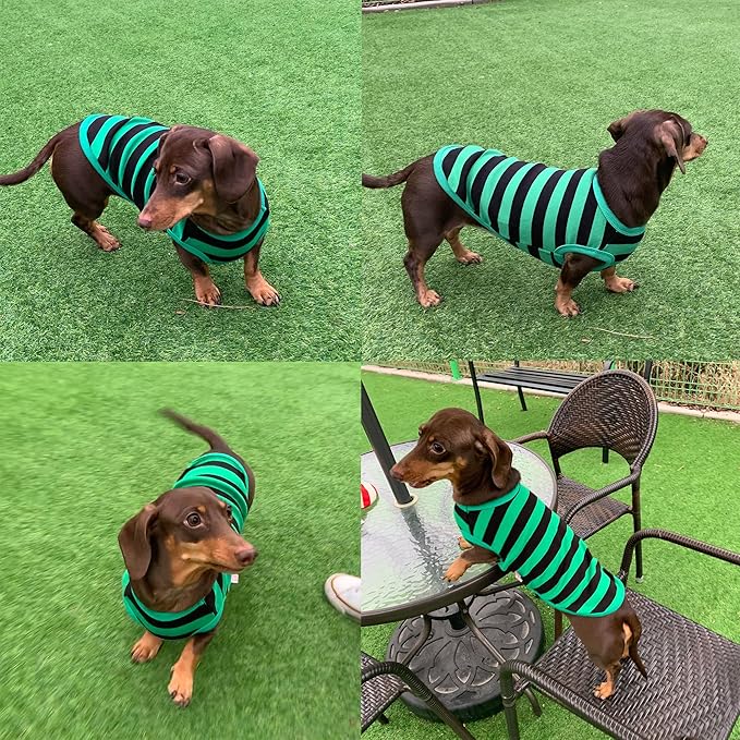 Dachshund Clothes for Dogs Mini and Adults T Shirts (L