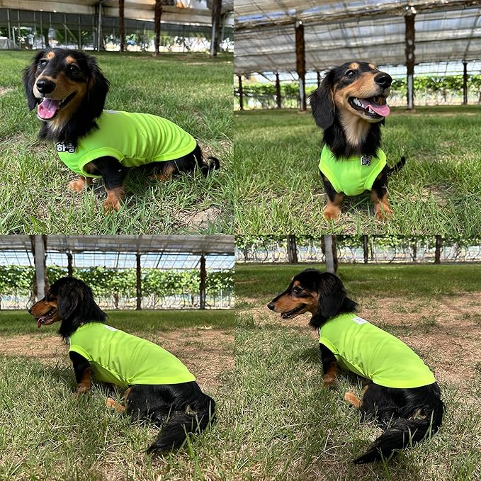 Dachshund Clothes for Dogs Mini and Adults Neon T Shirts (L