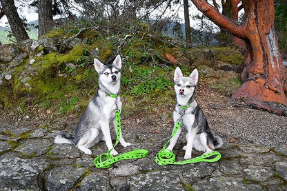 EcoBark Dog Leash