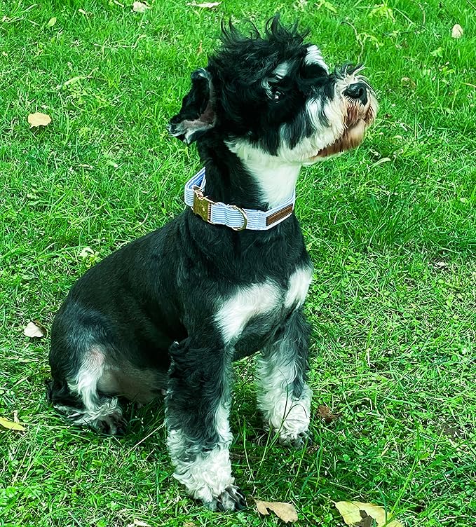 Unique style paws Dog Collar Metal Buckle Collar