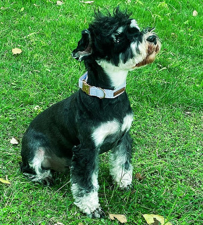 Unique style paws Dog Collar Metal Buckle Collar