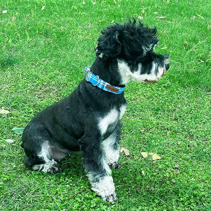 Unique style paws Dog Collar Metal Buckle Collar