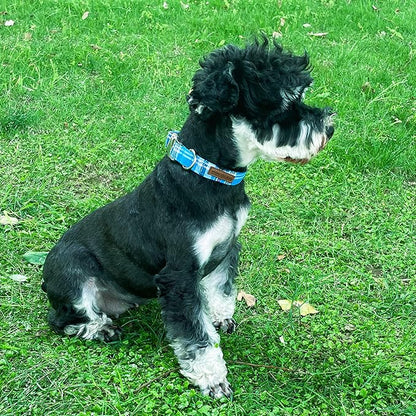 Unique style paws Dog Collar Metal Buckle Collar