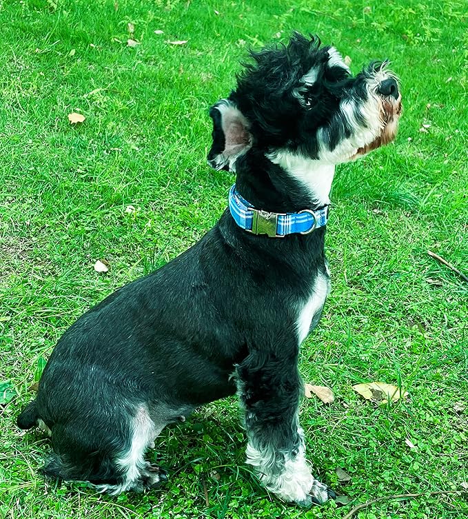 Unique style paws Dog Collar Metal Buckle Collar