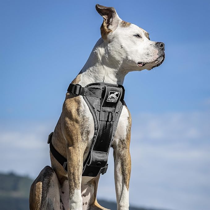 Kurgo Dog Harness | Pet Walking Harness | Small | Black | No Pull Harness Front Clip Feature for Training Included | Car Seat Belt | Tru-Fit Quick Release Style