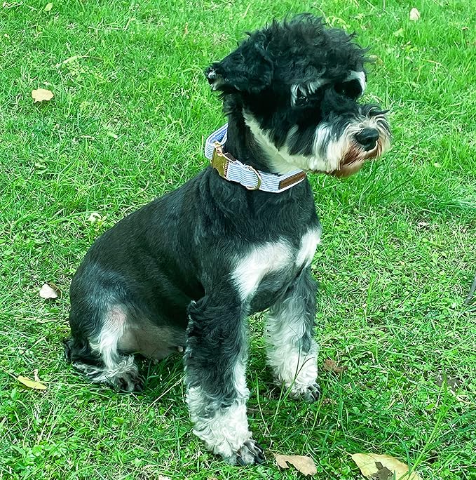 Unique style paws Dog Collar Metal Buckle Collar