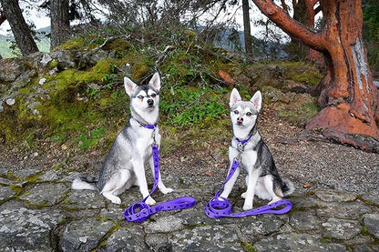 EcoBark Dog Leash - Soft & Reflective Comfort Training Leashes with Padded Handle - Strong Durable Heavy Duty - Training and Pulling for Small, Medium or Large Dogs (Purple)