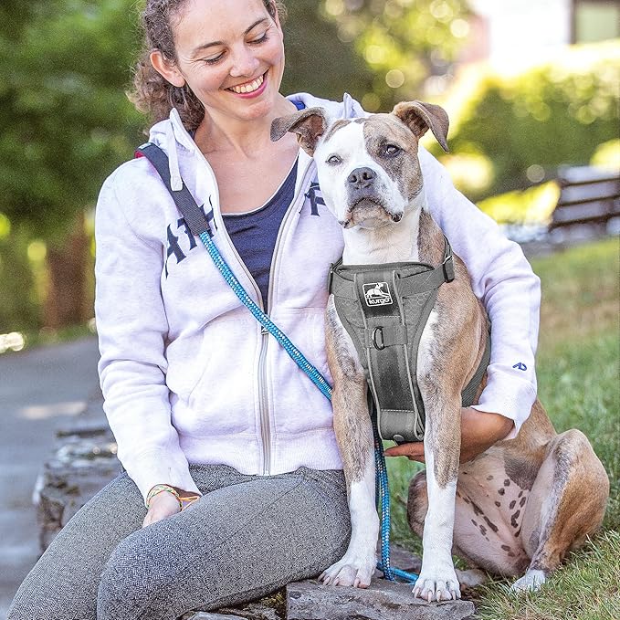 Kurgo Tru-Fit Smart Harness, Dog Harness, Pet Walking Harness, Quick Release Buckles, Front D-Ring for No Pull Training, includes Dog Seat Belt Tether (Grey, X-Large)